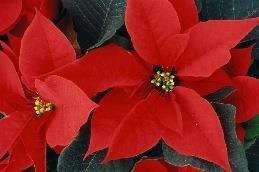 Comparative Efficacy on Poinsettia (Poinsettia pulcherrima) Two researchers conducted experiments to determine whether the application of plant growth regulators prior to crop finish enhanced plant