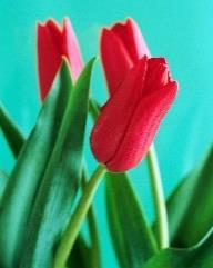 Comparative Efficacy on Tulip (Tulipa sp.