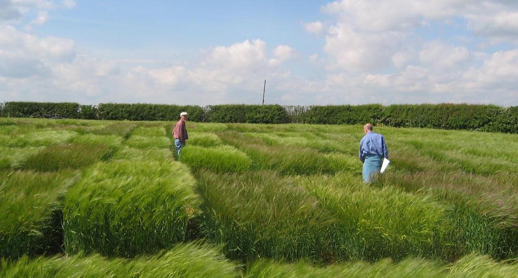 Investigating natural variation in barley to