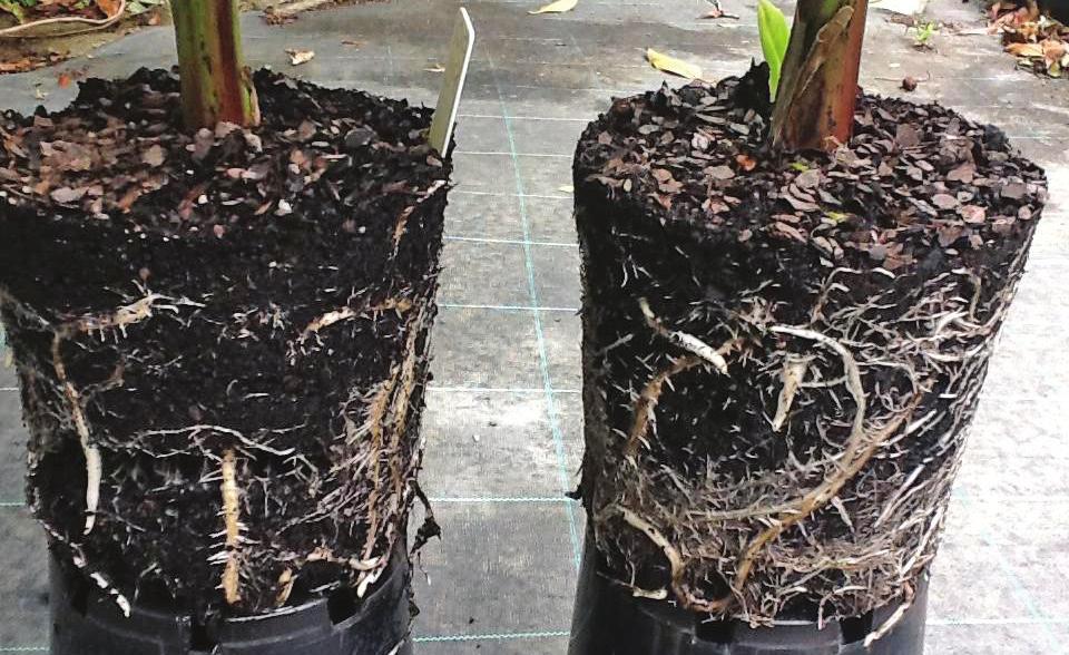 ❶ ❷ Vitazyme Vitazyme application: a single 2% Vitazyme soil drench Growth results: As evidenced by the accompanying photographs, it is obvious that the Vitazyme pot soil drench greatly increased the
