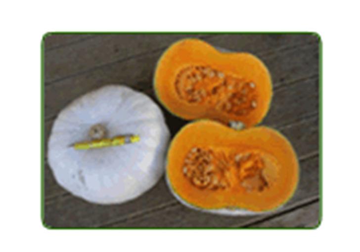 Nelson Early maturing bush type pumpkin grown commercially for a number of seasons.