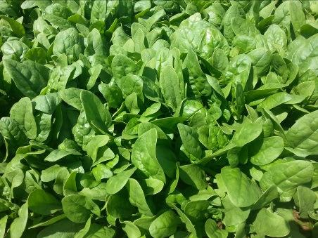 Product Profiles Summer Spinach Kookabura RZ new introduction from Terranova seeds, trialled last summer with good