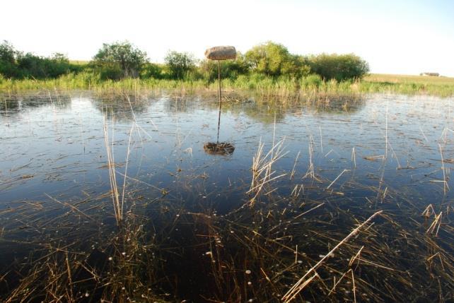 WETLAND MITIGATION AGENT To date CVR has collected compensation funds for approximately 76 hectares of lost wetlands