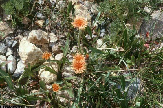 Plant Propagation Protocol for Agoseris aurantiaca (Orange Agoseris) ESRM 412 Native Plant Production Spring 2008 Gary A. Monroe. United States, CO, Rocky Mountain National Park.
