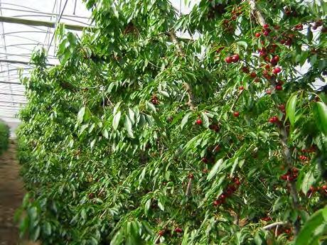 Cherries in Spain - Promote early