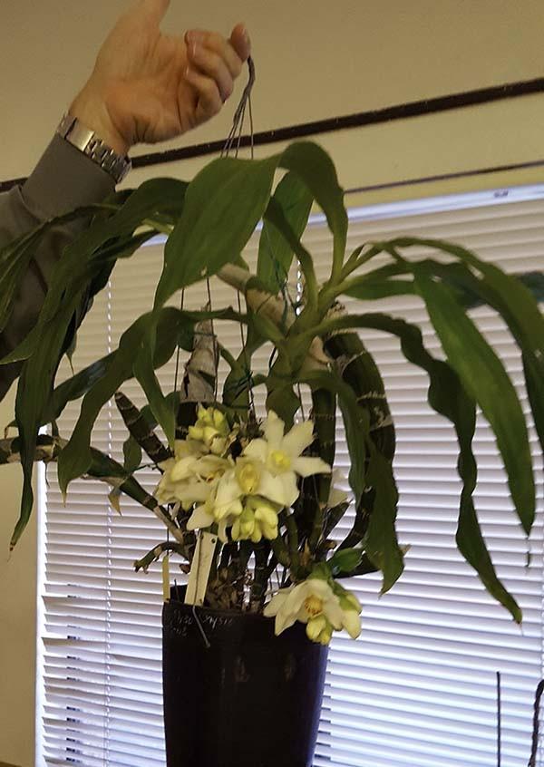 Page 2 Speaker s Choice Dana Seelig, who lead the discussion round table at the May meeting, selected Chysis bractescens, grown by Una Yeh, as his Choice plant. Una grows this vigorous plant outside.