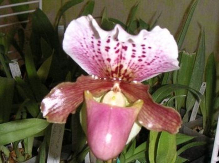 Ann sent in this picture of Paph. parishii, one of few actually epiphytic paphs. This one typically grows in birds nests or fern roots in high tree branches.
