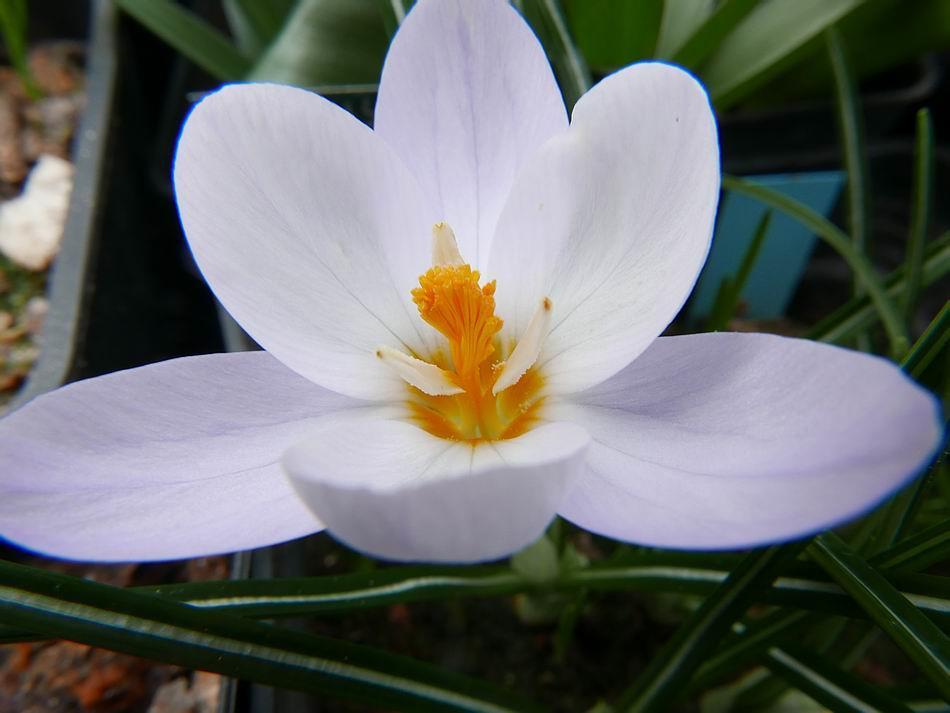 It is essential that we remove the Crocus flowers as soon as they collapse to prevent