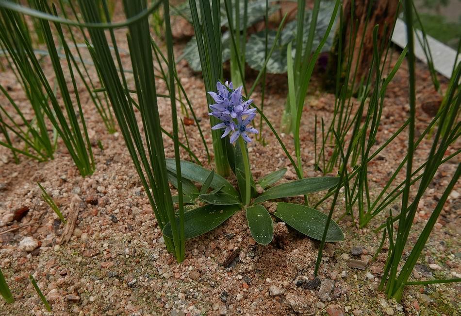 I showed Scilla lingulata a few weeks ago when the first flowers opened and I am interested to see that their stems have now