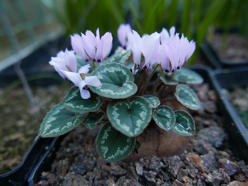 Cyclamen mirabile One of the other Crocus flowering in the