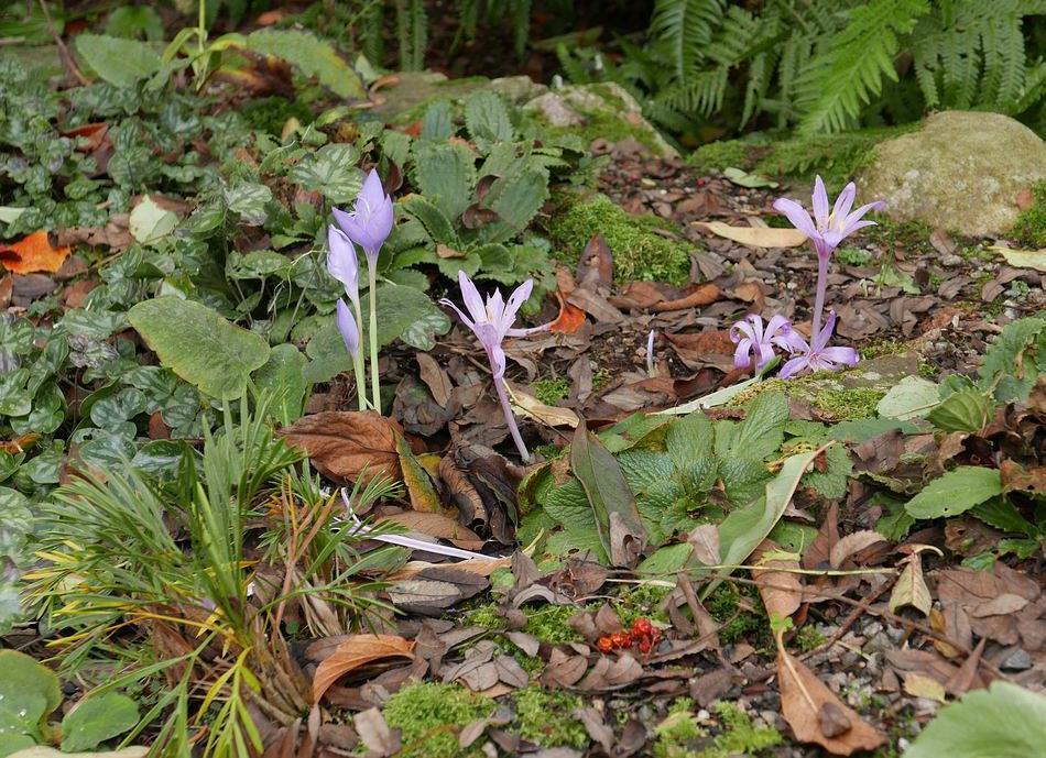 In a corner of the rock garden flowers of Colchicum agrippinum and Crocus banaticus emerge through fallen