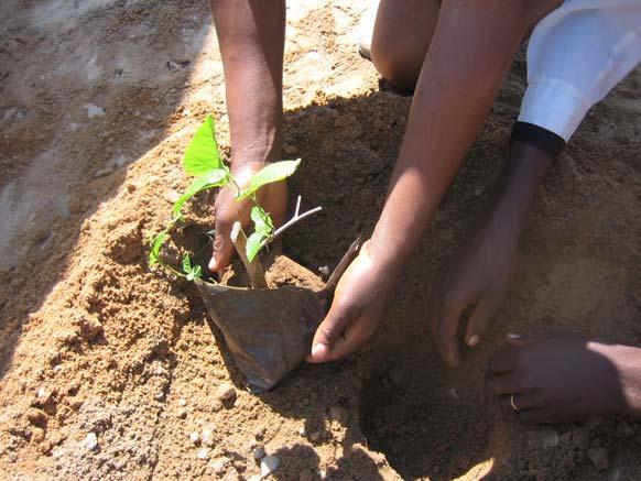 Young trees can be grown