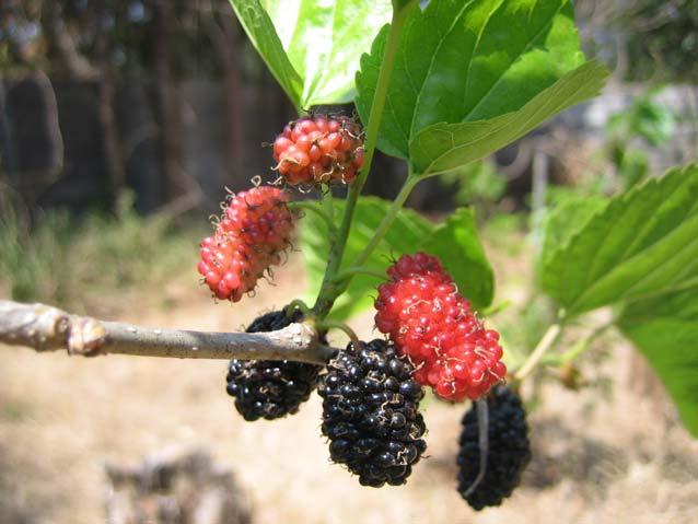 Mulberry is useful because it can be grown in large