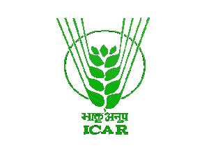 Ginger ICAR-Indian Institute