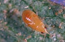 Predatory Bugs (Heteroptera) (Nymph)