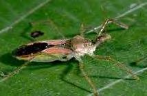 (Anthocoridae) prey: aphids,