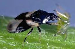 prey: other bugs, flea beetles, small