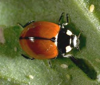 Lady Beetles Aphid
