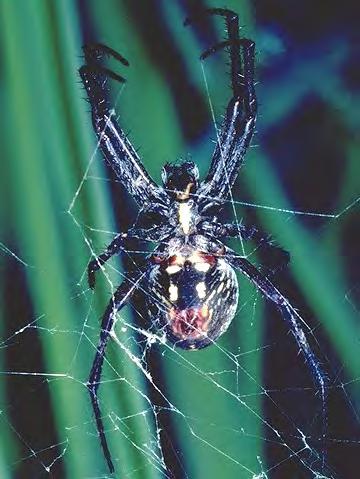 Ways of using Biological Control Agents
