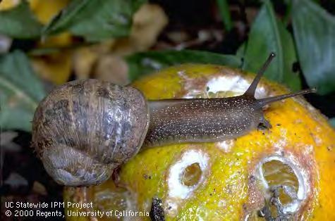 IPM for slugs & snails Recognize habitat that favors slugs