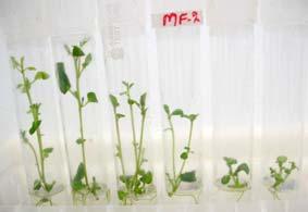 346 Table 2: In vitro screened potato cultivars and their level of salinity tolerance S. NO.