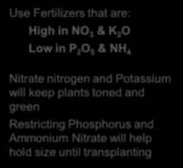 will keep plants toned and green Restricting Phosphorus and Ammonium Nitrate will help hold size until transplanting RECOMMENDED FERTILIZERS FOR