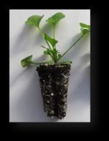 once cotyledons have fully expanded Spray B-Nine