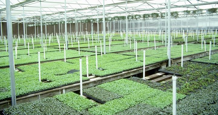 The ABC's of Growing Plugs from Seed Technical Services Syngenta Flowers, LLC including limitations of warranty and remedy.