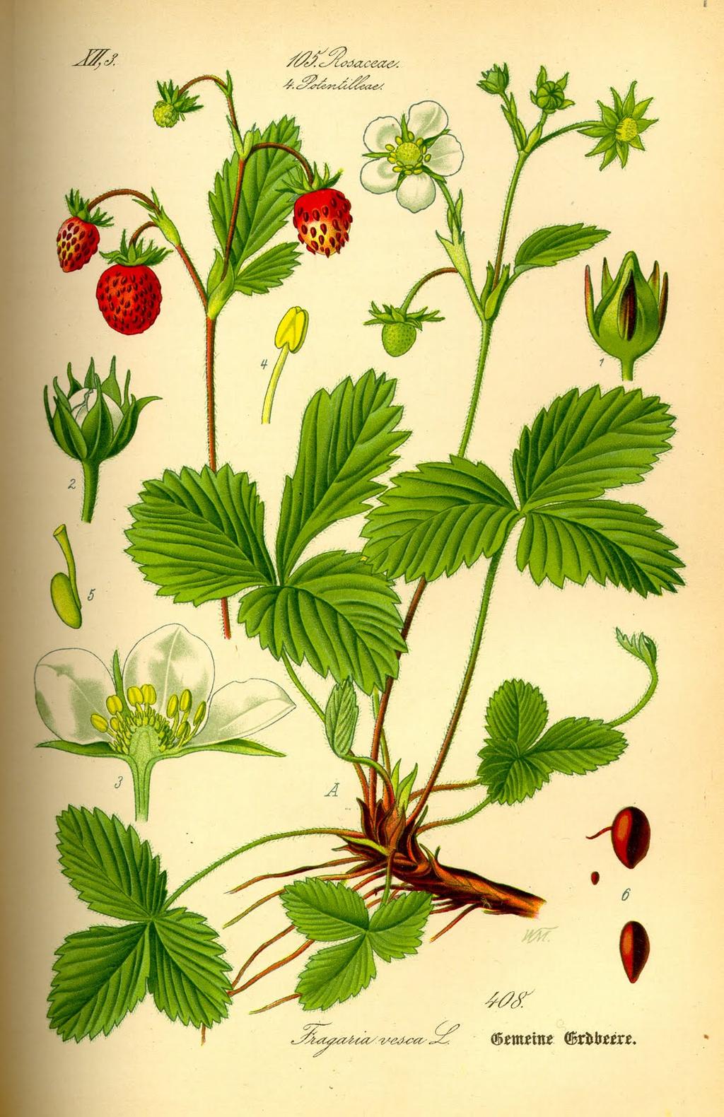 Botanical images