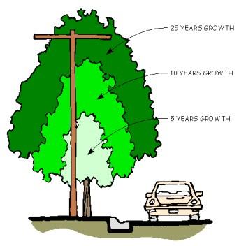 Tree Management Trees along roadways can pose a public nuisance and/or poses a risk to pedestrian or vehicular safety.