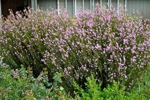 Shrubs Most established shrubs can survive long periods of dry soil.