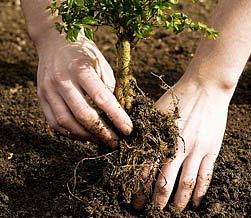 Avoid Planting New Plants Young plants require frequent irrigation until established and should not be planted