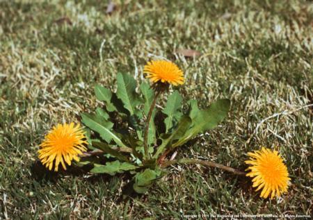 Keep Weeds Out! Weeds often outcompete garden plants and trees for water.