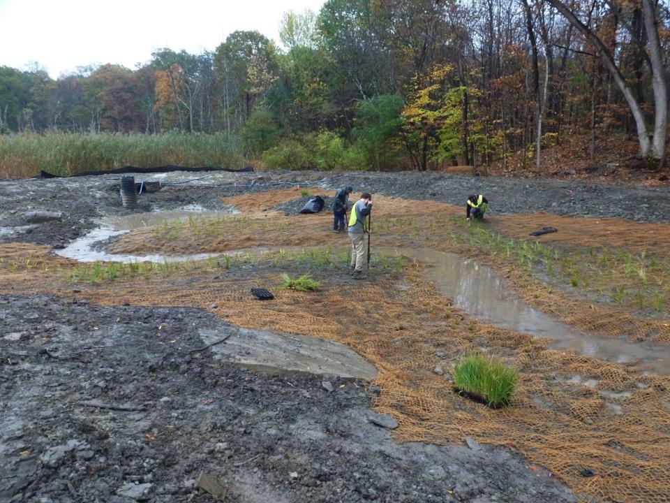 THE CONSTRUCTED WETLAND BEING PLANTED WITH THOUSANDS OF