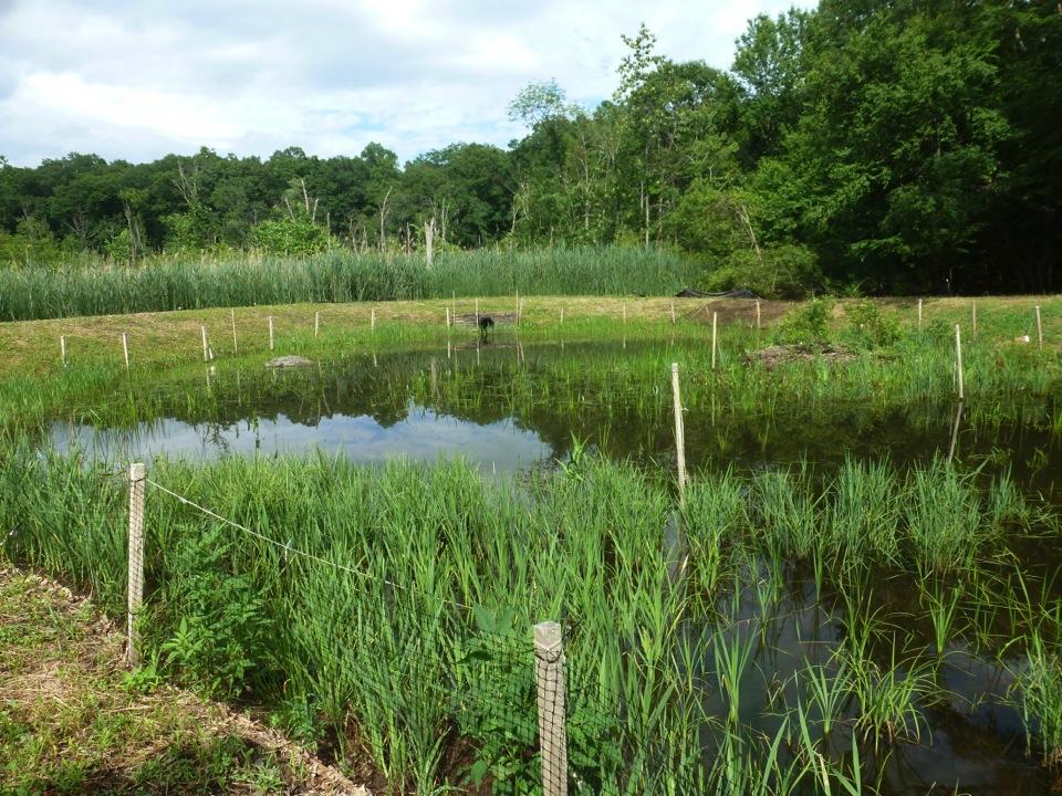 THE CONSTRUCTED WETLAND WITH GOOSE FENCING