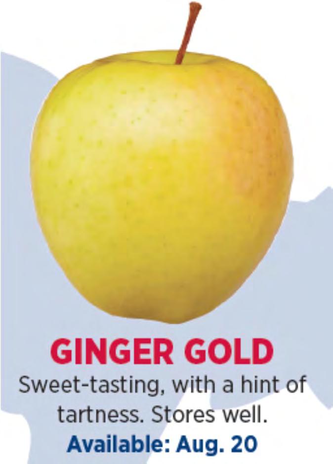 Ginger Gold This sweet spicy apple has a succulent texture and rich taste.