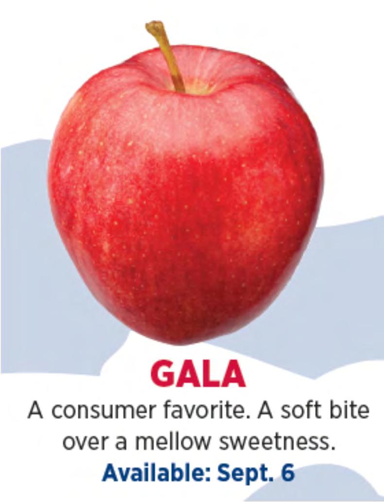 Gala Crisp snappy bite over a mellow sweetness. Michigan s 3rd most popular apple for fresh eating or cooking.