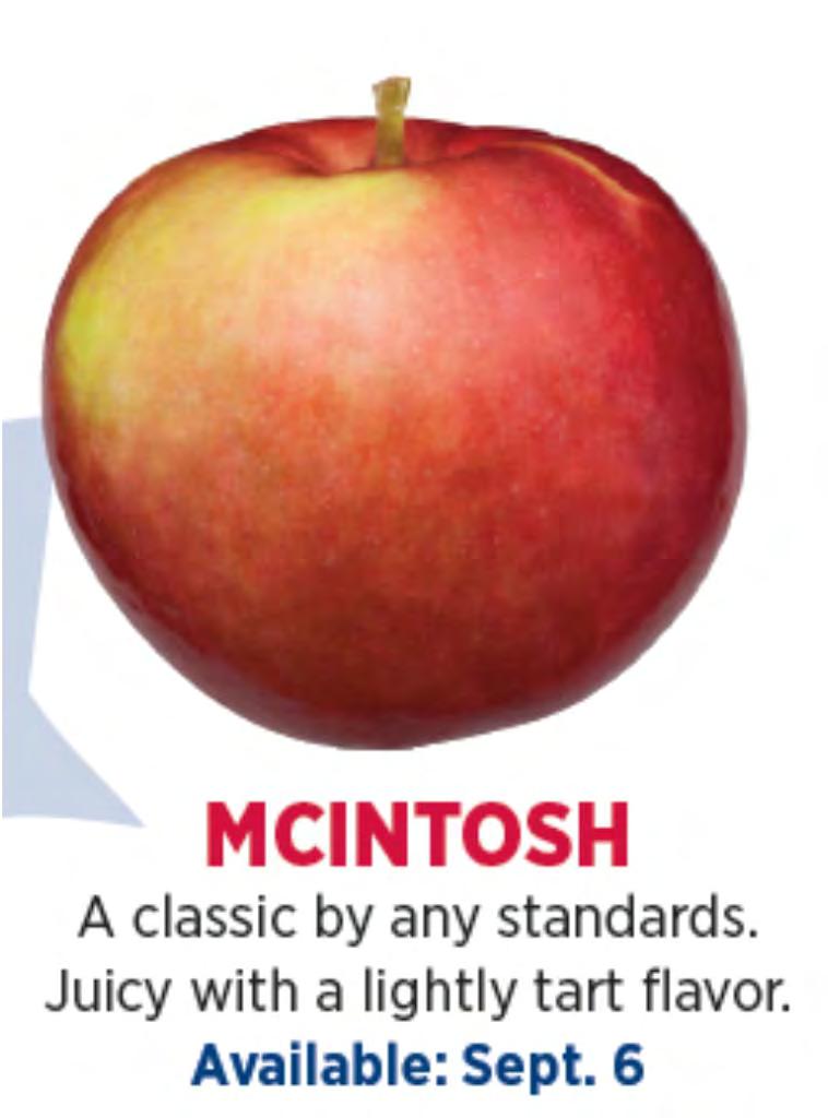 McIntosh Classic large, round apple for eating out of hand! Ultra juicy white flesh, lightly tart flavor and excellent fresh apple aroma. A perky addition to salads.