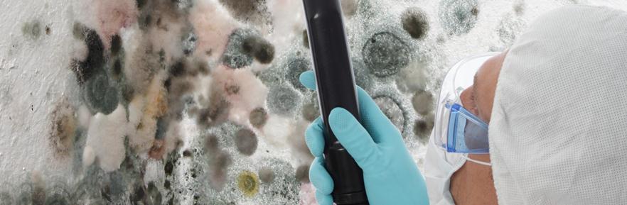 Mold is always present indoors. There are thousands of molds in our environment, but the ones that get the most press are stachybotrys (commonly referred to as stachy ), aspergillus and penicillium.