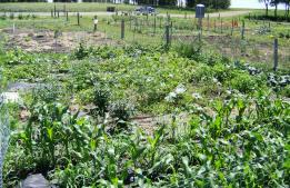 Healthy Yankton Community Gardens Located on City Limit Road Sites available March