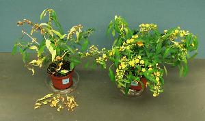 Leaf yellowing For many ornamentals, leaf yellowing during and after production is a serious quality issue Depending on the