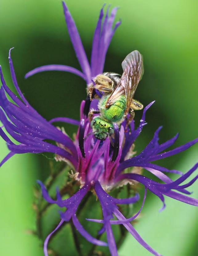 Toronto's Pollinator Protection Strategy recognizes that: Toronto is home to a wide range of pollinators, including bees, wasps, flies, butterflies, moths, beetles, and birds.