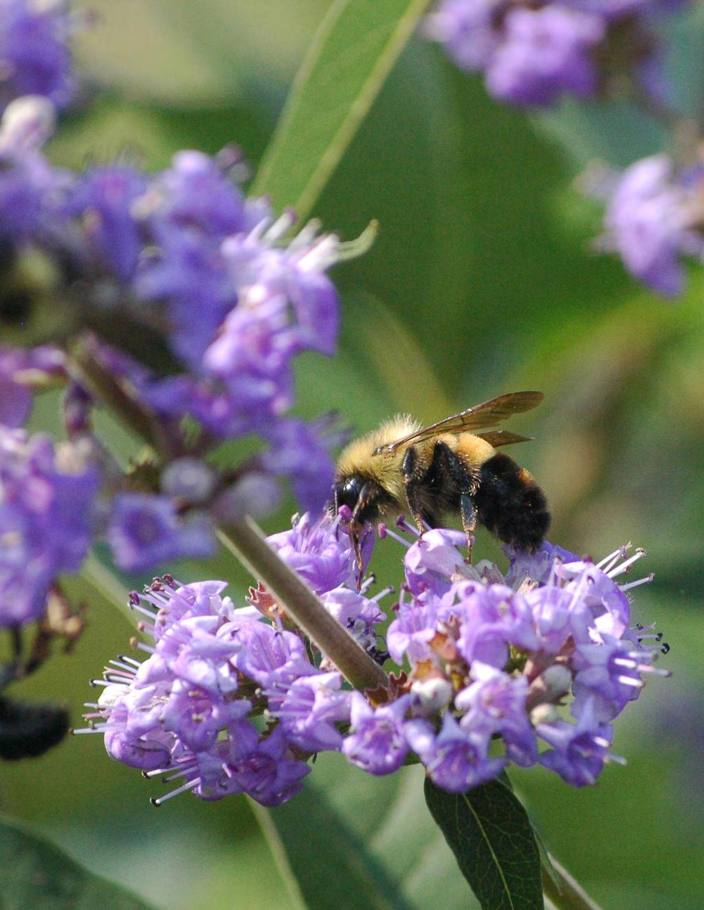 NATIVE POLLINATORS AT RISK INCLUDE: Bees: Rusty-patched Bumble Bee (Endangered) Gypsy Cuckoo Bumble Bee (Endangered) Yellow-banded Bumble Bee (Special Concern)
