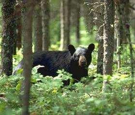 e.g. black bear, bobcat,