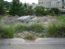 Green Infrastructure: You may have heard of this as raingardens, bioswales or green