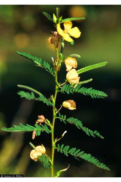 Plant Fact Sheet Partridge pea