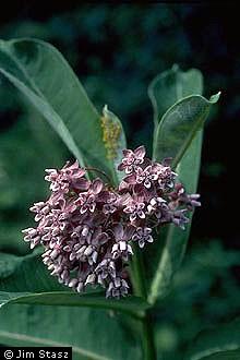 Plant Fact Sheet Common monarch