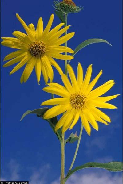 Plant Fact Sheet Giant sunflower Helianthus giganteus Makes up 2.