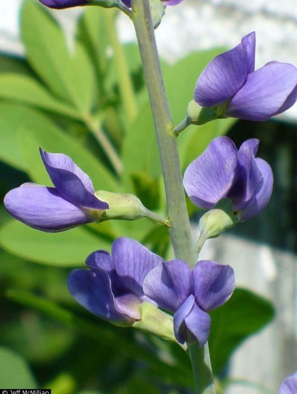 It s blue-purple pea-like flowers are erect and