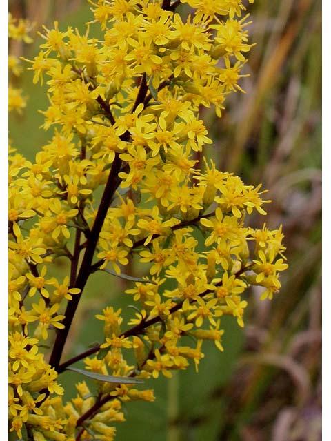 Compact clusters of small yellow flowers bloom from an